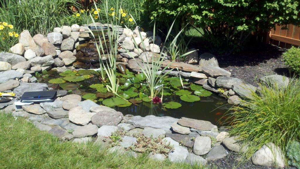 How to Build a No-Dig Backyard Pond