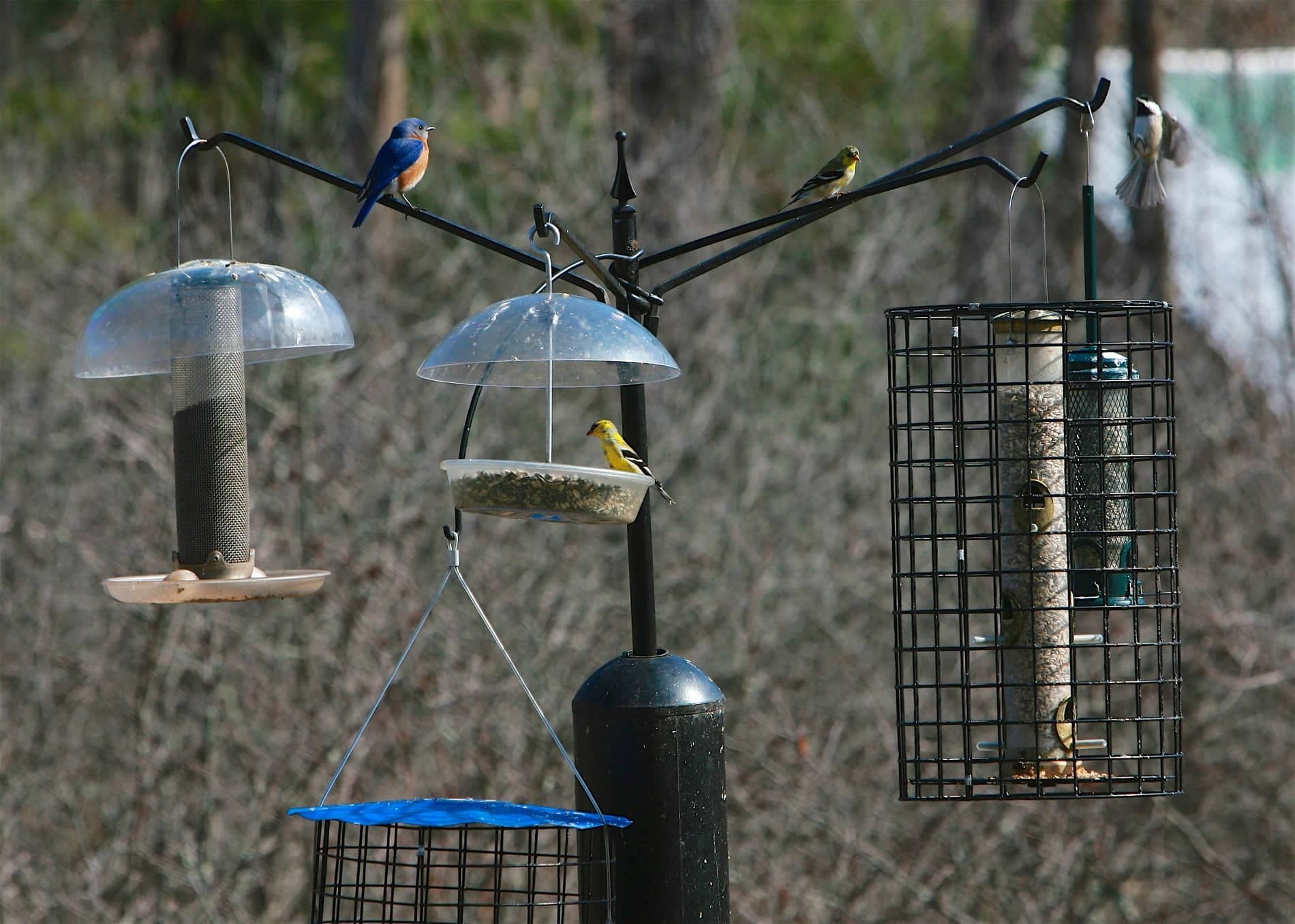 How to Make a Squirrel-Proof Bird Feeder Pole