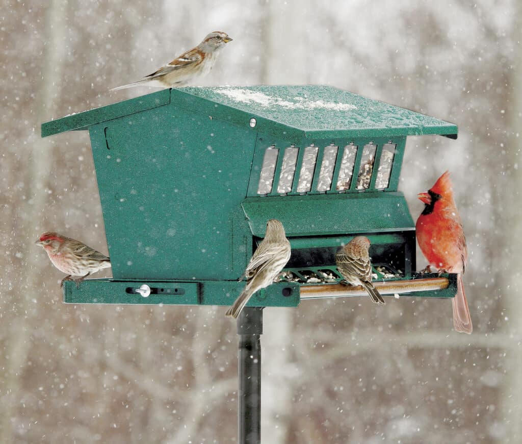 Ways to Make a Squirrel-Proof Bird Feeder Pole